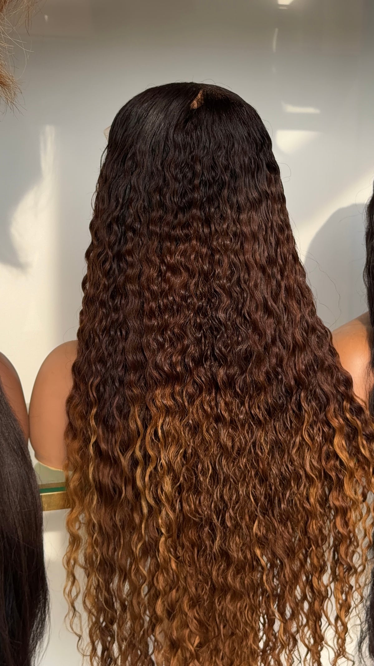 Brown with blonde tips Burmese curly